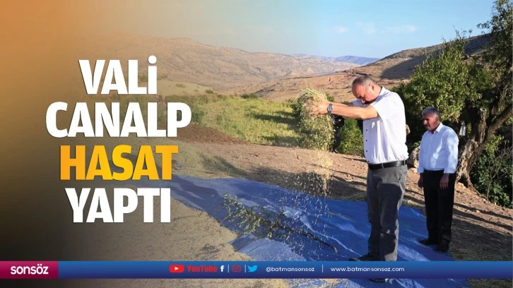 Vali Canalp, hasat yaptı