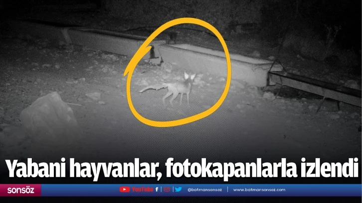 Yabani hayvanlar, fotokapanlarla izlendi