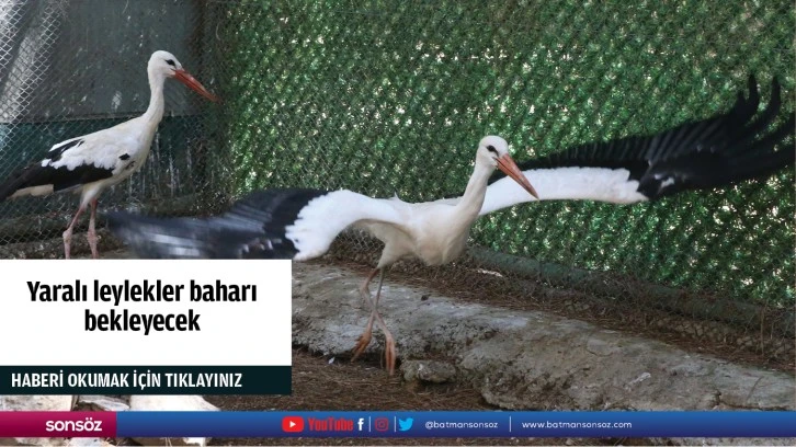 Yaralı leylekler baharı bekleyecek