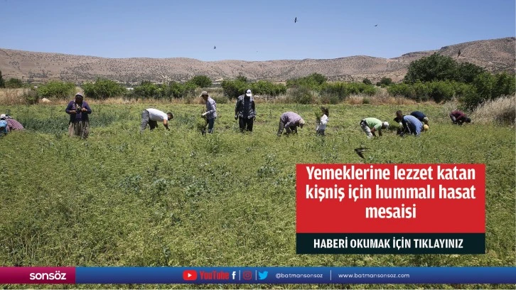 Yemeklerine lezzet katan kişniş için hummalı hasat mesaisi