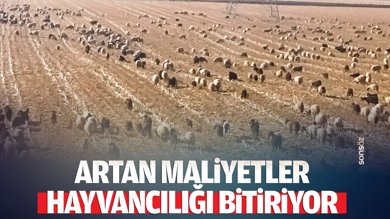 Artan maliyetler hayvancılığı bitiriyor