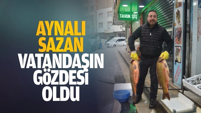 Aynalı sazan, vatandaşın gözdesi oldu