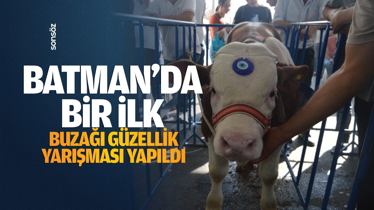 Batman’da bir ilk! Buzağı güzellik yarışması yapıldı