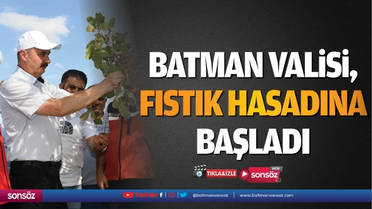 Batman Valisi, fıstık hasadına başladı