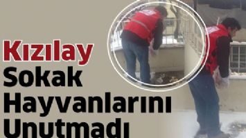 KIZILAY SOKAK HAYVANLARINI UNUTMADI