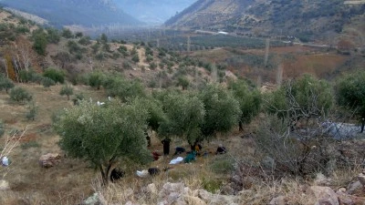 20 bin dekarlık alanda zeytin hasadı yapılıyor