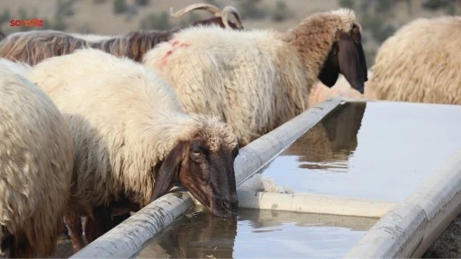 Köylerde su yalakları yapılıyor 