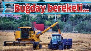 BUĞDAY BEREKETİ…