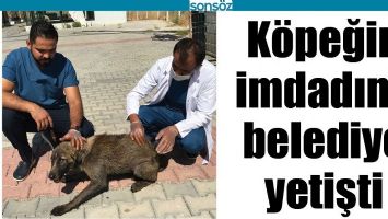 KÖPEĞİN İMDADINA BELEDİYE YETİŞTİ