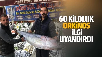 60 kiloluk orkinos, ilgi uyandırdı