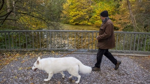 Almanya'da Köpek Sahiplerinden Rekor Vergi Toplandı