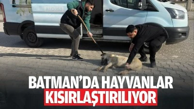 Batman’da hayvanlar kısırlaştırılıyor