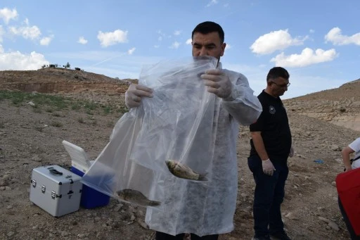 Batman’da toplu balık ölümleri inceleniyor