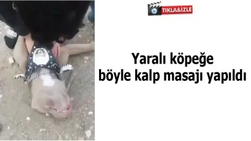 Batman'da yaralı köpeğe böyle kalp masajı yapıldı