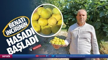 Benati incirinin hasadı başladı