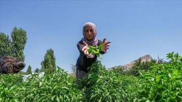 Çermik Biberi ve Doğal Güzellikleri İle Çermik’te Yaz Keyfi