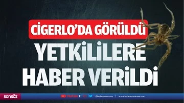 Cigerlo’da görüldü yetkililere haber verildi