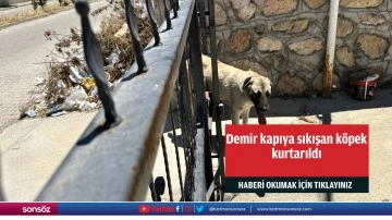 Demir kapıya sıkışan köpek kurtarıldı