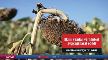 Deneme ekimi yapılan yerli hibrit ayçiçeği hasat edildi