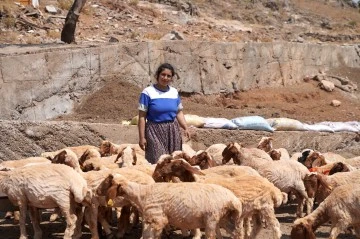 Depremde koyunları telef olan kadın besici, destekle yeniden sürü sahibi oldu