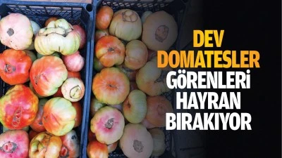 Dev domatesler görenleri hayran bırakıyor