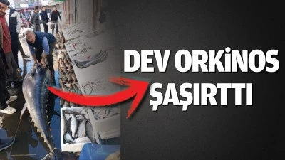 Dev orkinos şaşırttı