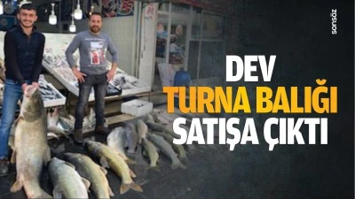 Dev turna balığı satışa çıktı