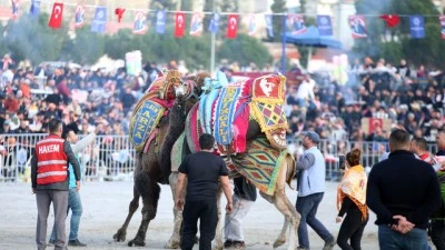 Deve güreşi festivali düzenlendi