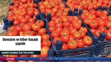 Domates ve biber hasadı yapıldı