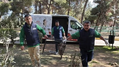 Elazığ'da yolda bulunan yavru babun Gaziantep'e getirildi