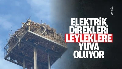 Elektrik direkleri, leyleklere yuva oluyor