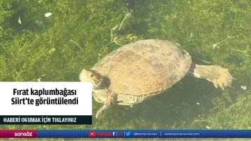 Fırat kaplumbağası Siirt'te görüntülendi