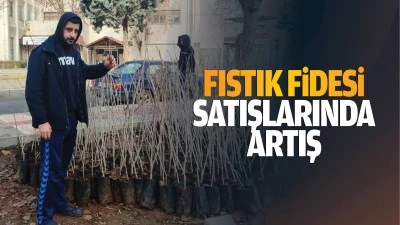 Fıstık fidesi satışlarında artış…