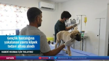 Gençlik hastalığına yakalanan yavru köpek tedavi altına alındı