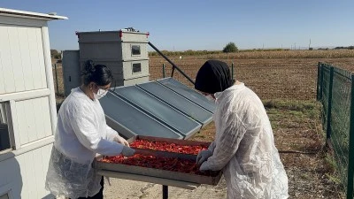 Güneş enerjisiyle çalışan cihaz biberlerin kurutulma sürecini kısalttı