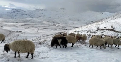  Faraşin Yaylası'nda kar yağışı etkili oldu