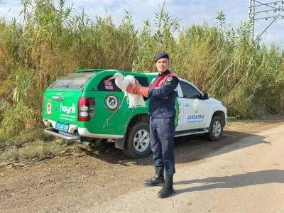  Ak balıkçıl kuşu koruma altına alındı