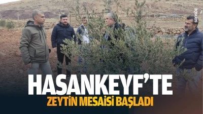 Hasankeyf’te zeytin mesaisi başladı