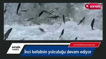 İnci kefalinin yolculuğu devam ediyor