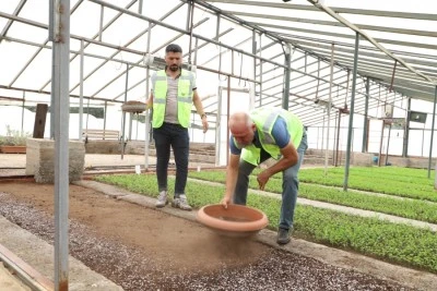 Kavşak ve refüjler bir milyon çiçekle süslenecek