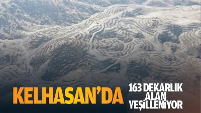 Kelhasan’da 163 dekarlık alan yeşilleniyor