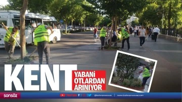 Kent yabani otlardan arınıyor