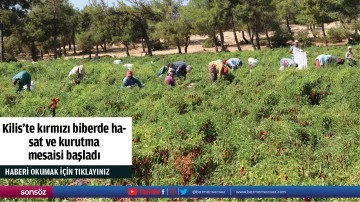 Kilis'te kırmızı biberde hasat ve kurutma mesaisi başladı