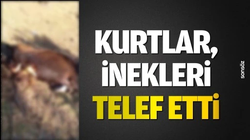 Kurtlar, inekleri telef etti