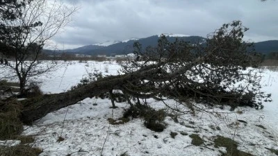 Kuvvetli rüzgar Abant'taki bazı ağaçları devirdi