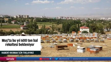 Muş'ta bu yıl 600 ton bal rekoltesi bekleniyor