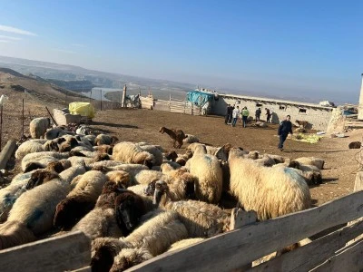 Nehre bırakılan ilaçlar, koyunları telef etti