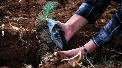 Orman teşkilatı geçen yıl yaklaşık 500 milyon fidanı toprakla buluşturdu