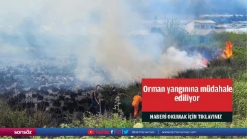 Orman yangınına müdahale ediliyor