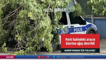 Park halindeki aracın üzerine ağaç devrildi